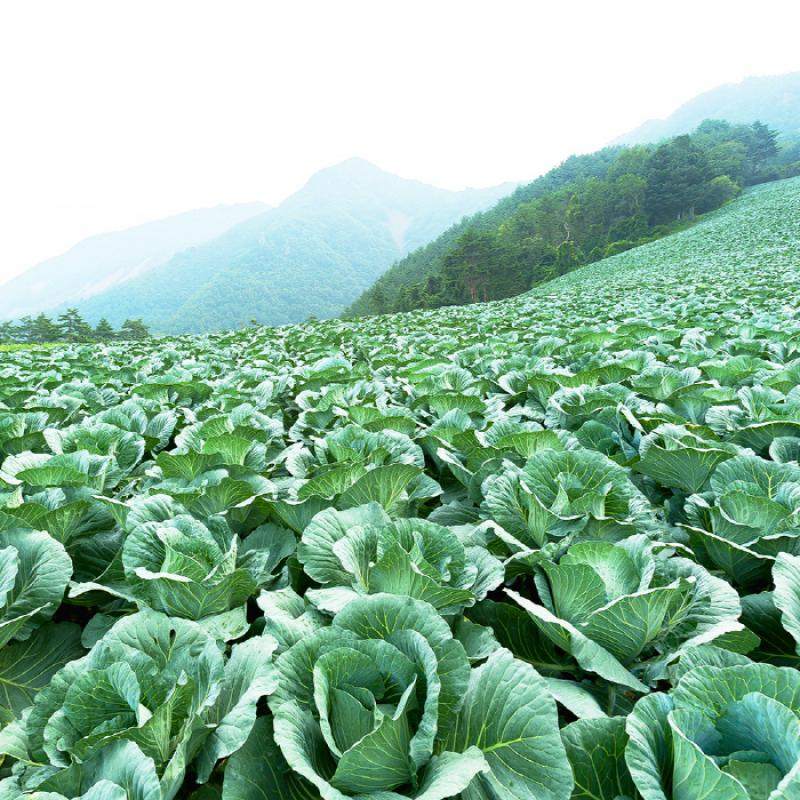 무농약 양배추즙 100ml*30포