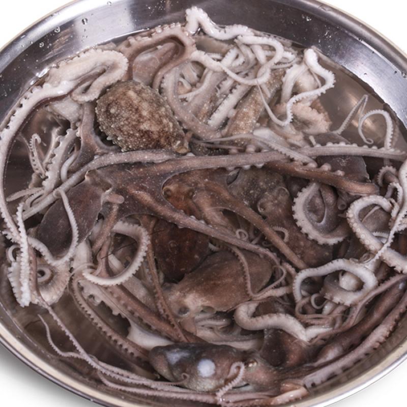 산낙지 (중소/중/중대/대/특대)