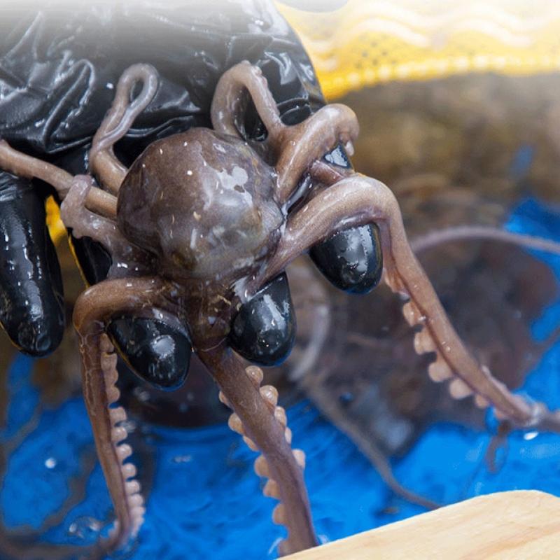 산낙지 10마리(소/탕탕/중/중대/대)