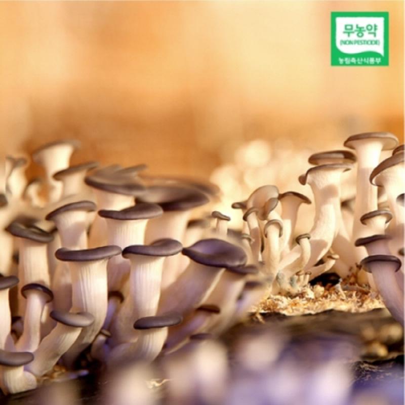 무농약 느타리버섯 1kg/2kg