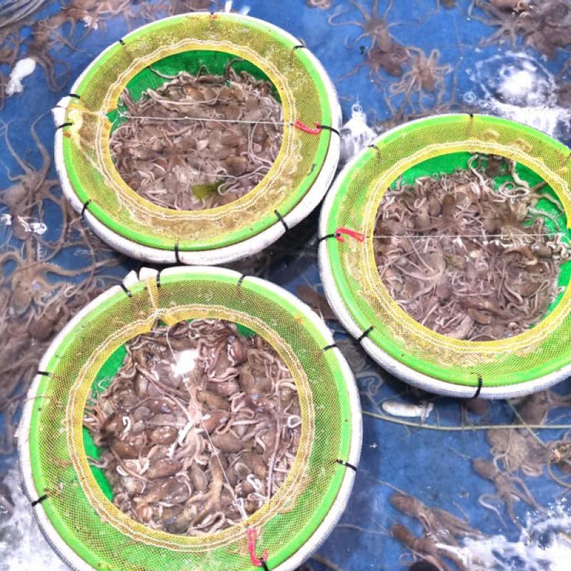 산낙지 10마리(탕탕이/세발/중/대/특대)