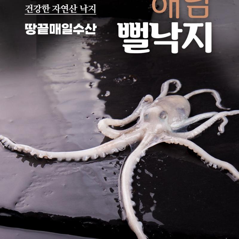 산낙지 10마리(세발/소/탕탕이/중/대)