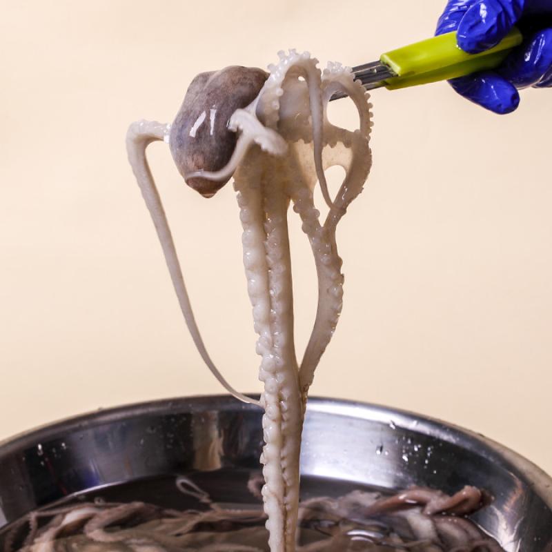 산낙지 (중소/중/중대/대/특대)