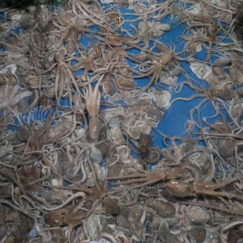 산낙지 10마리(탕탕이/세발/중/대/특대)