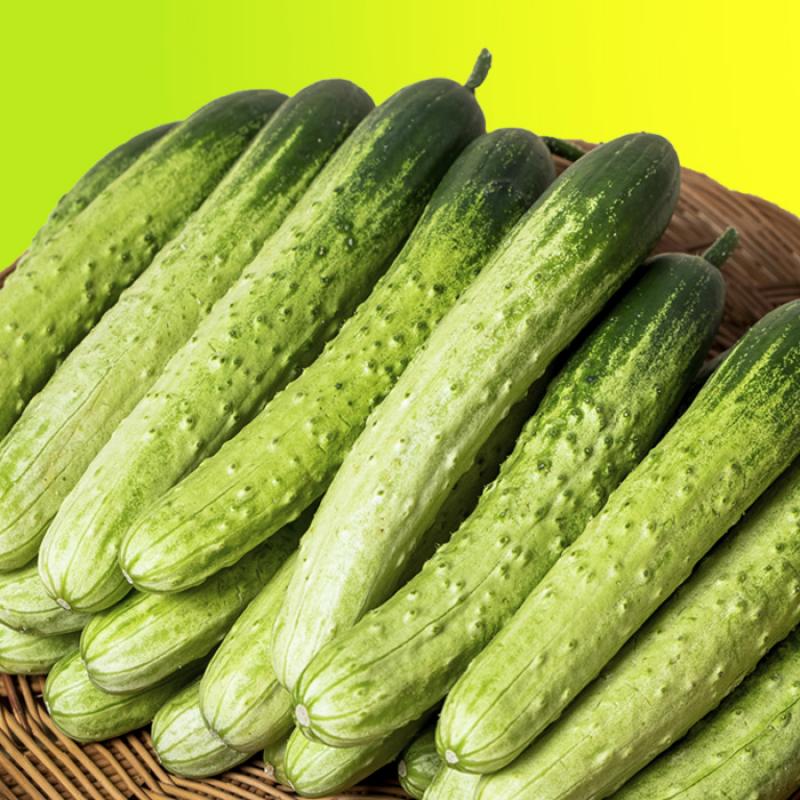 백다다기오이 5kg(20개 내외)