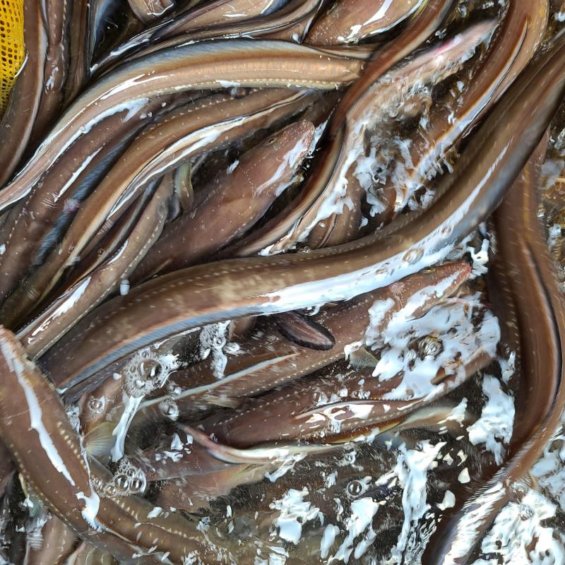 손질 바다장어 1kg(2-3마리, 손질후 650g 내외, 소스 증정)