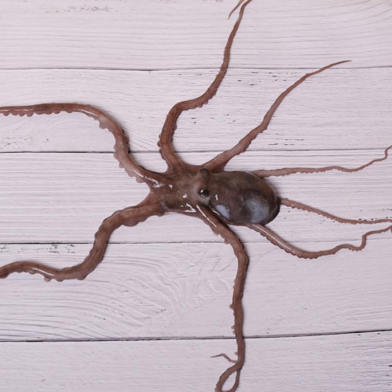 산낙지 (중소/중/중대/대/특대)