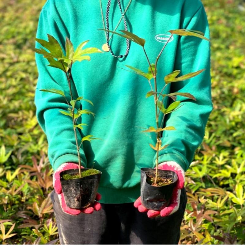 황칠나무 재배 키트(2년생, 30cm 내외)