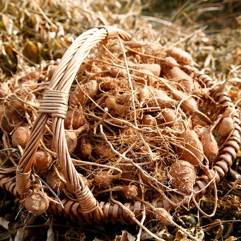 인디언감자 1kg(대)/(중)/(소)