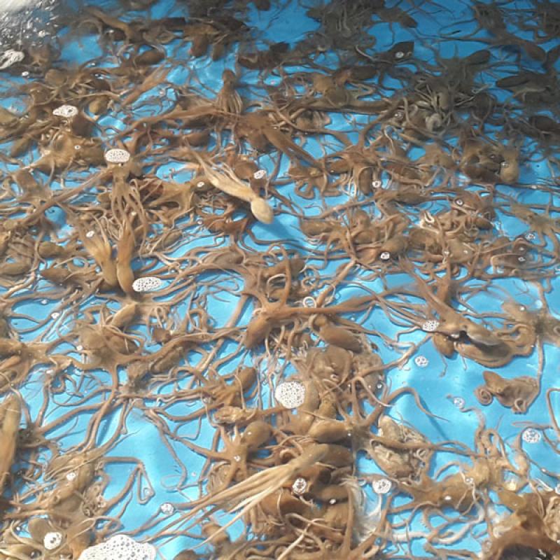 산낙지 10마리(세발/소/탕탕이/중/대)