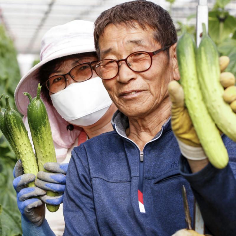 백다다기오이 5kg(20개 내외)