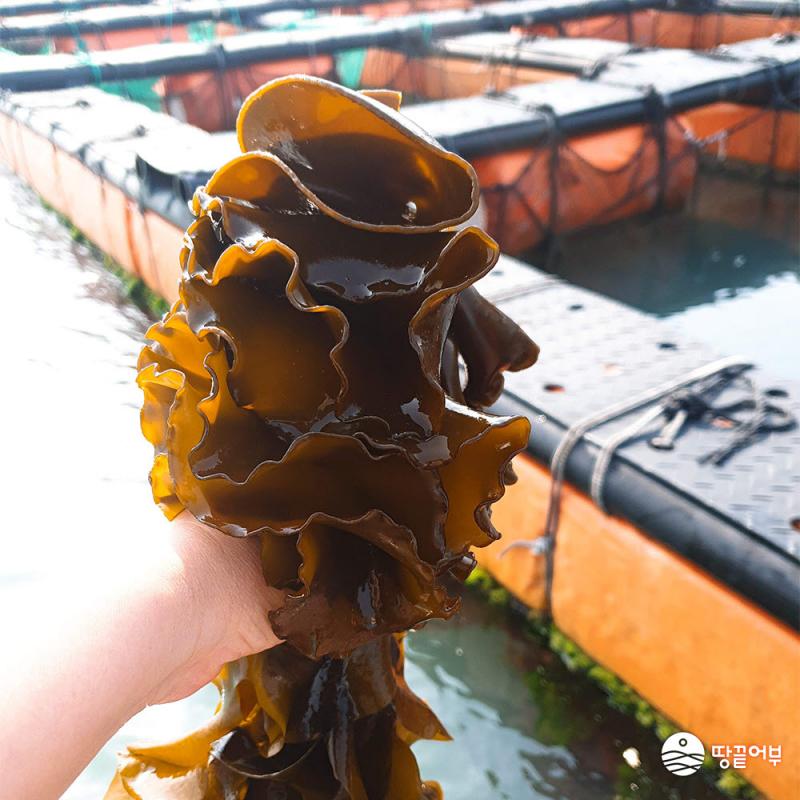 쫄쫄이 미역귀 200g*1봉지/2봉지